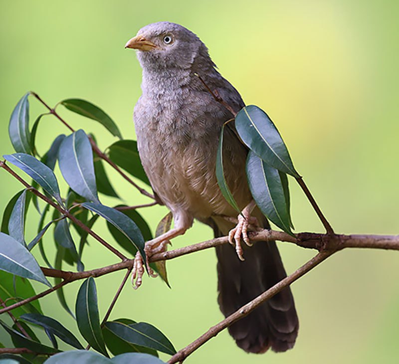 Bird Watching