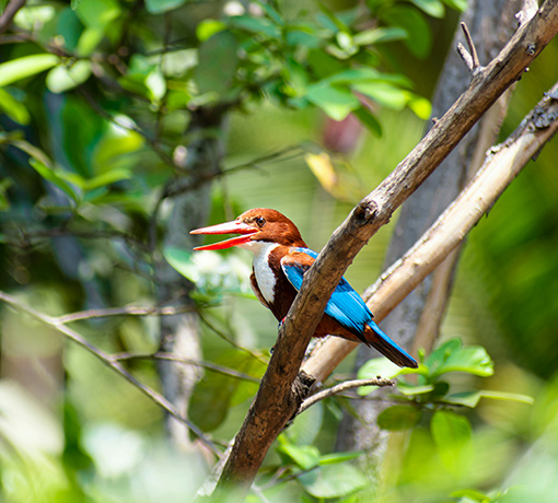White throated Kingfisher