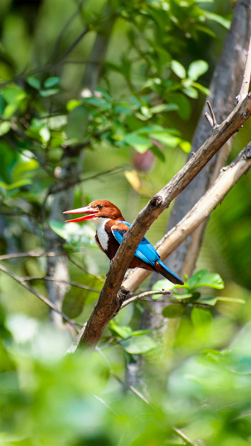 Bird Watching in Sri Lanka: A Beginner’s Guide
