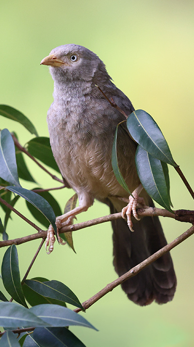 Bird Watching