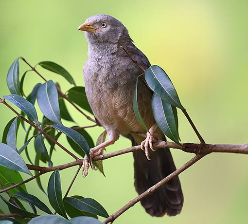 Bird Watching