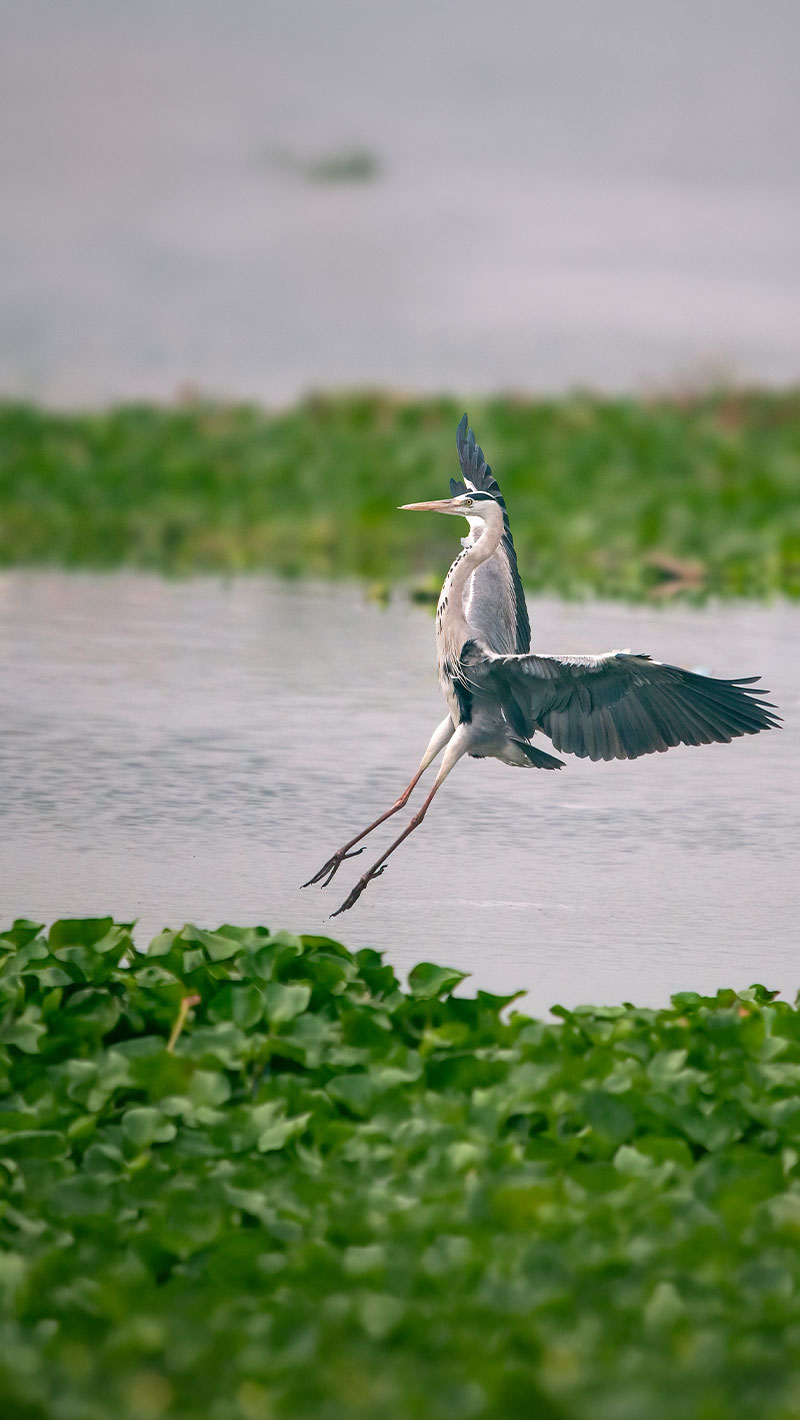 Muthurajawela Wetland Sanctuary